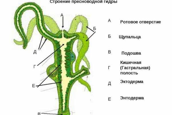 Ссылка на кракен не работает